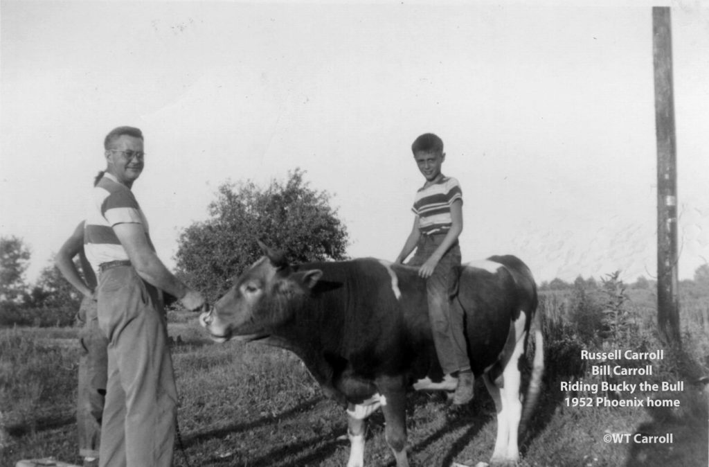 1952 Photo of Bill Carroll on back of bull